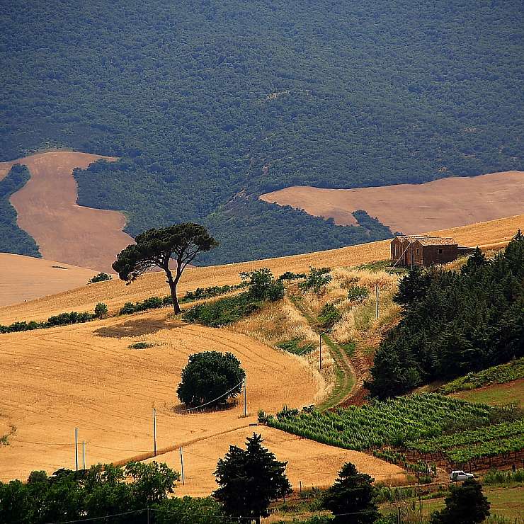 Базиликата