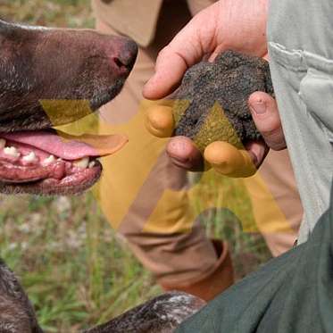 Фермерское хозяйство Вилла Магна